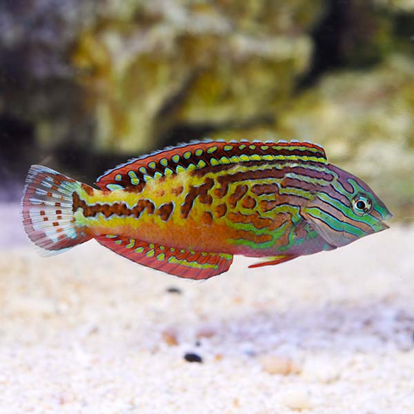 Blue Star Leopard Wrasse EXPERT ONLY